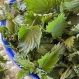 Tinktura i izvarak koprive tokom menstruacije: kako piti, pravila p...